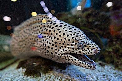 育碧：游戏出现性能＆崩溃问题 或是后台软件冲突导致